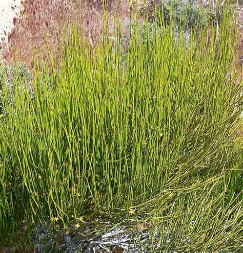 Ephedra viridis | Green Jointfir | Mormon Tea | plant lust