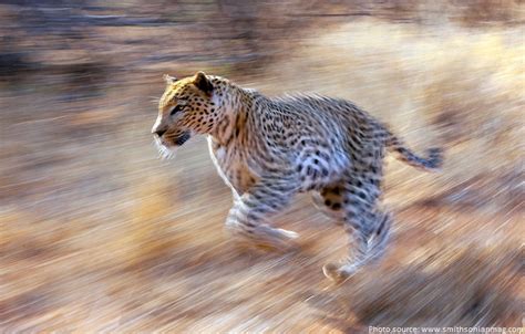 Interesting facts about leopards | Just Fun Facts