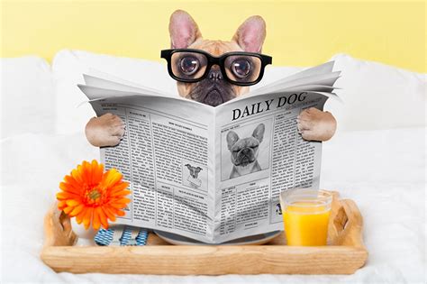 Pictures Bulldog Dogs Newspaper Funny Glasses Glance animal