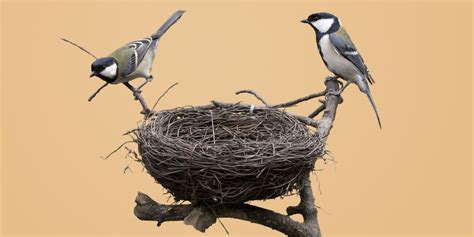 Why the Humble Bird Nest Is an Engineering Marvel