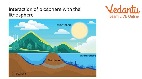 What Are The Plants Found In The Lithosphere? Exploring Earths Greenery