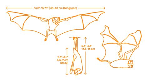 Common Vampire Bat (Desmodus rotundus) Dimensions & Drawings ...