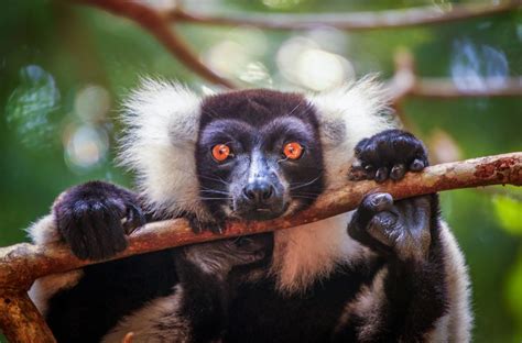 eScienceCommons: Experts warn of impending extinction of many of the world's primates