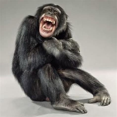 Most Funniest Monkey Face Pictures That Will Make You Laugh - Funnyexpo