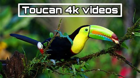 | Toucan Bird 4k video | Toucan Bird Flying videos | Toucan video ...