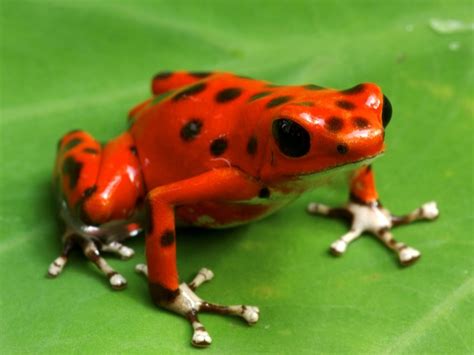 Strawberry Poison Frog Care Tips - Reptiles Magazine