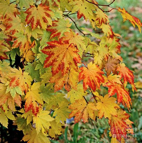 The Autumn colour of the acer japonicum vitifolium in a woodland garden Photograph by Derek Harris