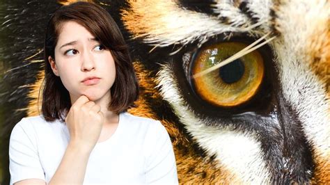 "Eye of the Tiger" — Here's What It Actually Means