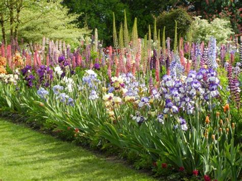 Beautiful Iris Garden Ideas 1 | Iris garden, Cottage garden, Plants