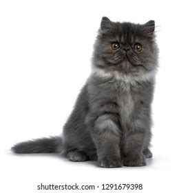 Cute Black Smoke Persian Cat Kitten Stock Photo 1291679398 | Shutterstock