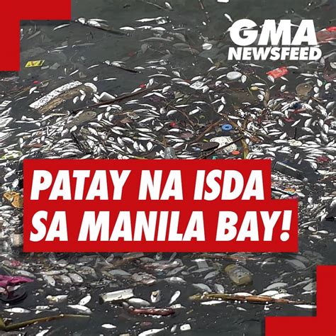 GMA News - Patay na isda sa Manila Bay! | GMAnewsfeed