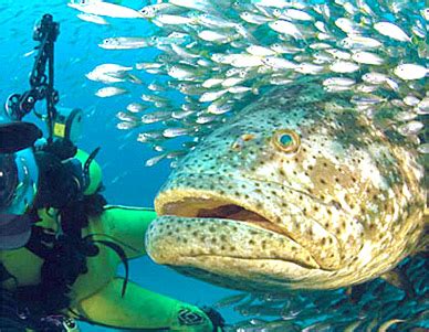 VIDEO: Goliath Grouper Swallows 5-Foot Shark Whole - Space Coast Daily