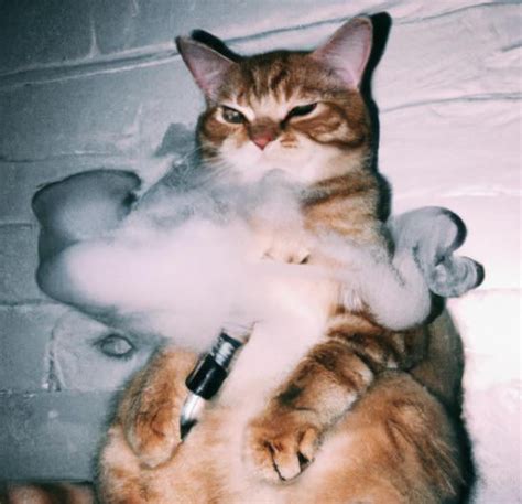 A cat vaping : r/weirddalle