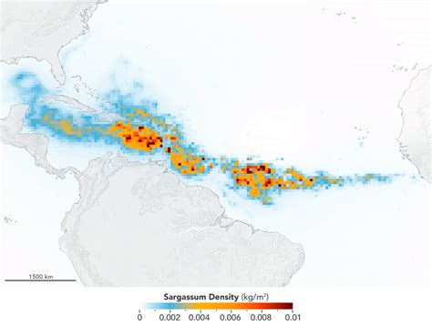 The Largest Seaweed Bloom Ever Took Place In 2018 - Geography Realm