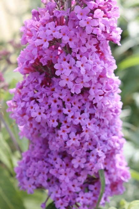 Butterfly Bush (Buddleia Buzz™ Lavender) | flowers | Pinterest