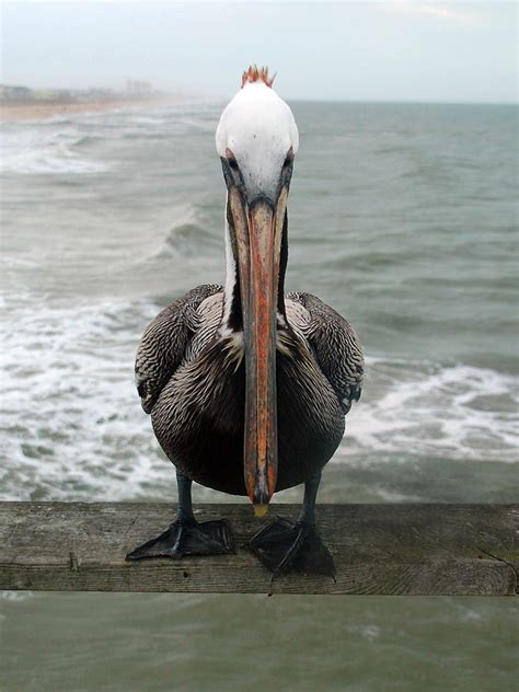 Pelican Beak by Kathleen Stephens