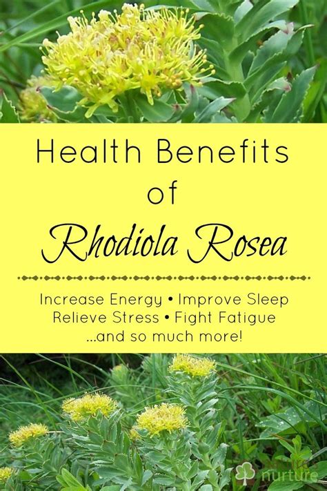 Health Benefits of Rhodiola Rosea