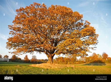 Big, old oak tree, common oak, English oak, Quercus robur, on field with fall brown coloured ...