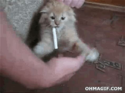 Gifs animados: especial gatos - Blogodisea