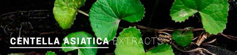 Centella Asiatica Extract - Varion lifesciences private limited