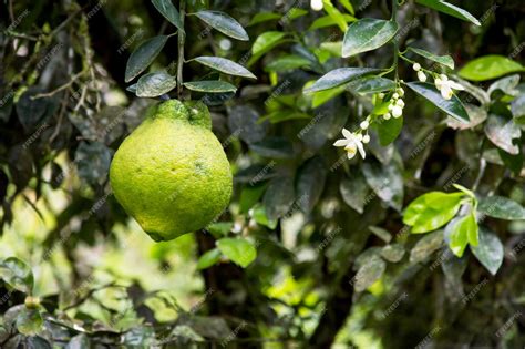 Premium Photo | Orange fruit on the tree