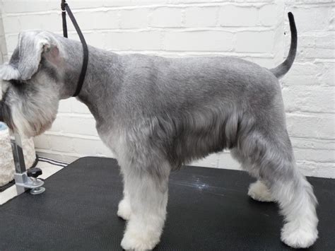 Schnauzer Groom Bw...nice grooming and no ear and tail dock. I hope ...