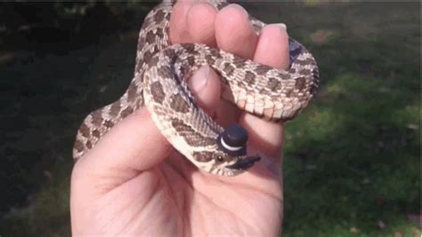 A cute Hognose snake with a top hat and moustache : r/aww