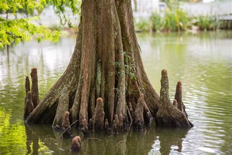 9 Differences Between Bald Cypress And Pond Cypress Trees - Tree Journey