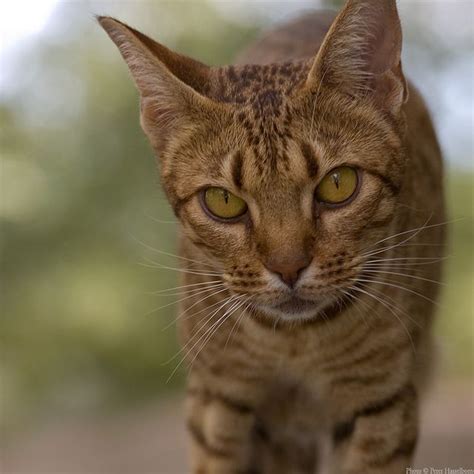 Lucy | Domestic cat breeds, Ocicat, Pretty cats