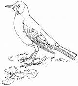 Crow Coloring Page sketch template
