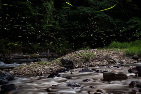 How to Photograph Fireflies - Nature TTL