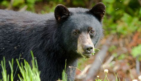 15 Yosemite Wildlife ideas | yosemite, wildlife, animals