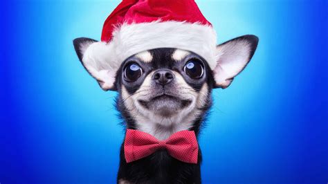 Chihuahua Santa Hat UHD 4K Wallpaper - Pixelz.cc