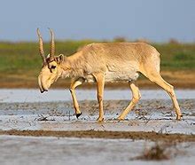 Saiga antelope - Wikipedia