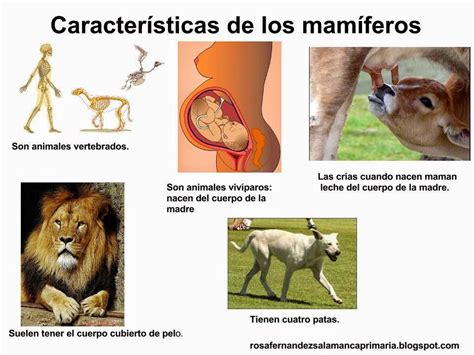 Mamíferos: características generales