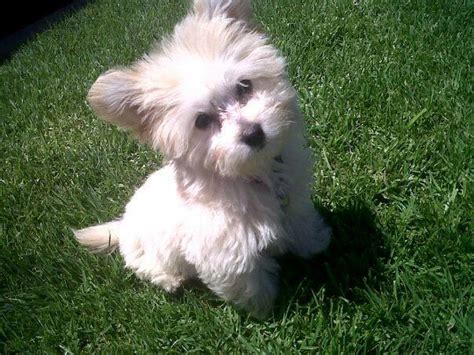 Pomeranian And Maltese Mix For Sale - Pets Lovers