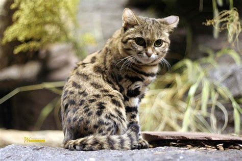 Black Footed Cat Wonderful 4k Wallpaper - Rusty Spotted Cat Vs Black Footed Cat (#571984) - HD ...