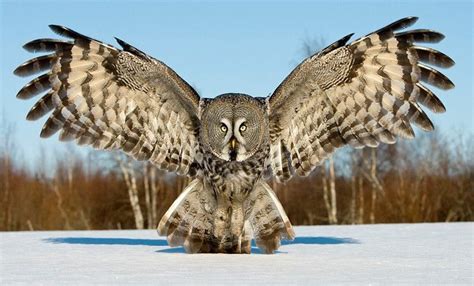 What symmetry! | Birds | Pinterest