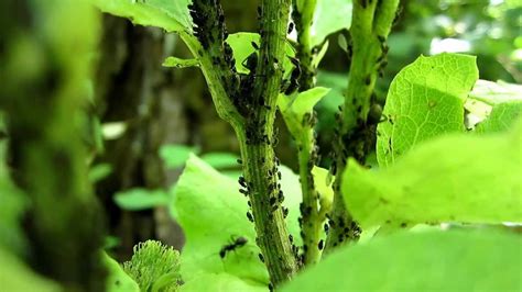 Ants and Aphids: A Symbiotic Relationship - YouTube