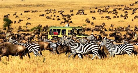 9-Days Best Kenya Family Wildlife Safari from Nairobi by Gracepatt ...