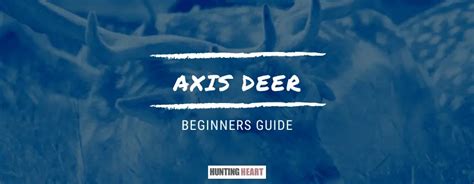 Axis Deer: Beginner's Guide to Hunting the Axis Deer - Hunting heart