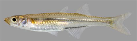 Silverside Minnows of the Florida Panhandle - UF/IFAS Extension ...