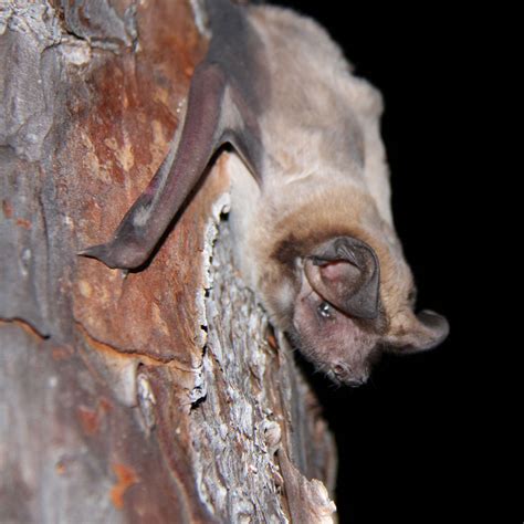 One of the rarest bats in the world lives in South Florida