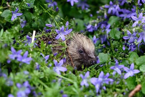 The Hedgehog Garden Challenge - Hedgehog Street