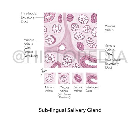 It is a mixed type of salivary gland with both serous and mucous acini ...