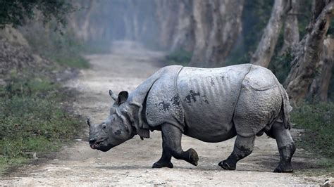 Rhino census in India's Kaziranga park counts 12 more - BBC News