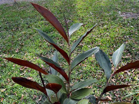 Alpinia caerulea – Native Ginger | Gardening With Angus