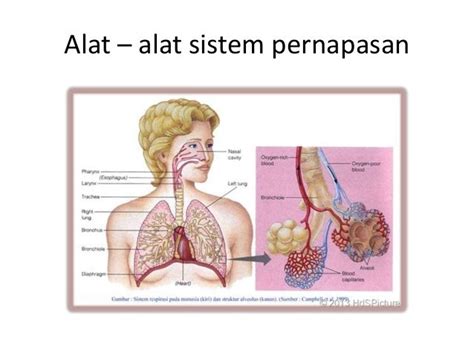 Anatomi dan fisiologi sistem pernapasan MANUSIA