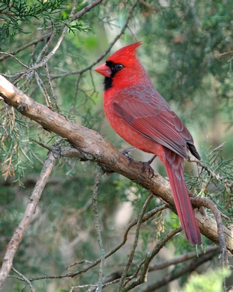 Northern cardinal - Wikipedia