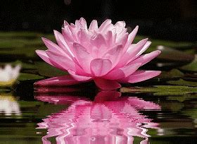 Lotus gif images Lily Flower, Lotus Flower, Unusual Flowers, Beautiful Flowers, Kamal Flower ...